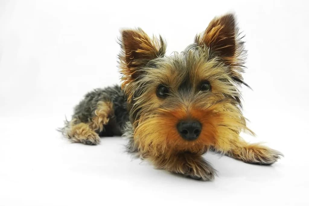 Shih Tzu
