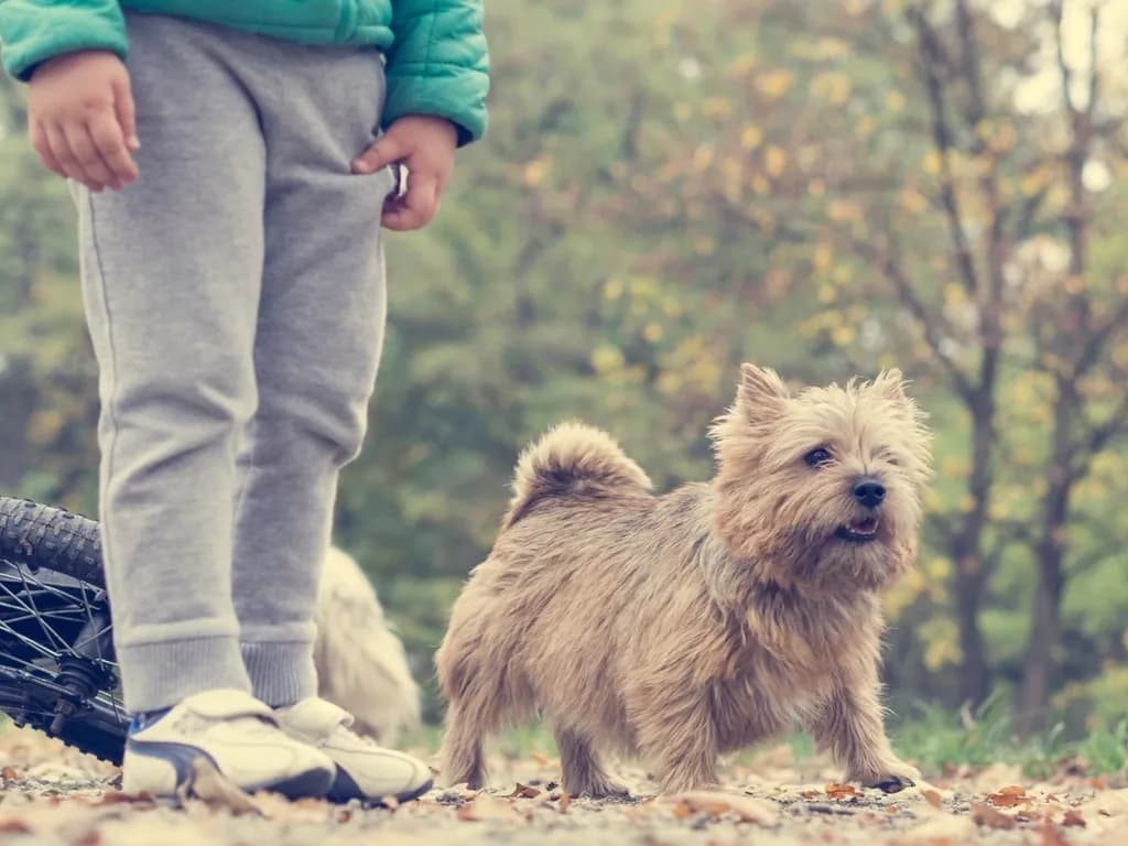 Cairn Terrier