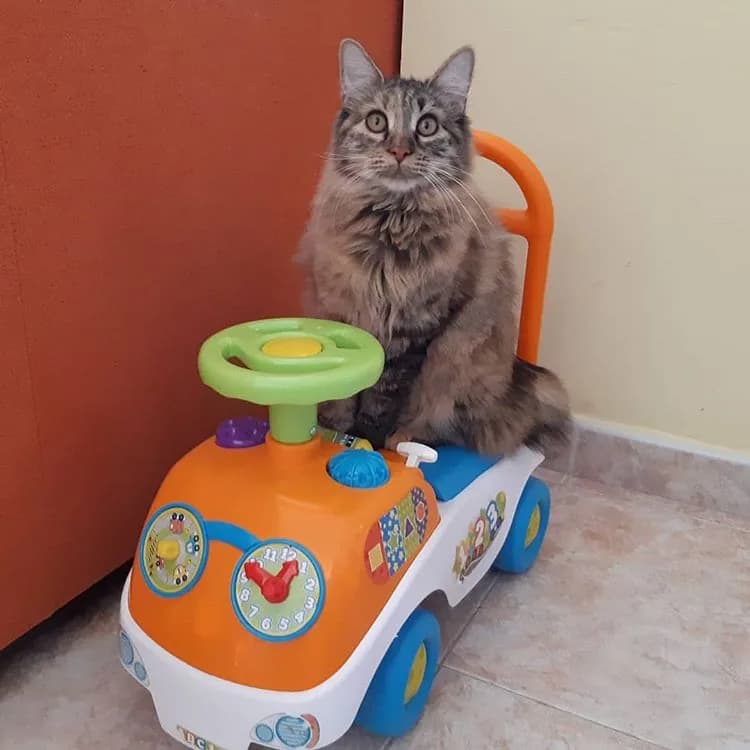 Kurilian Bobtail