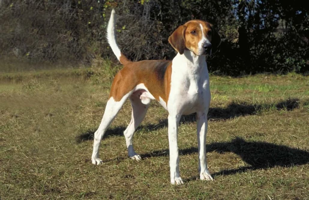 American Foxhound