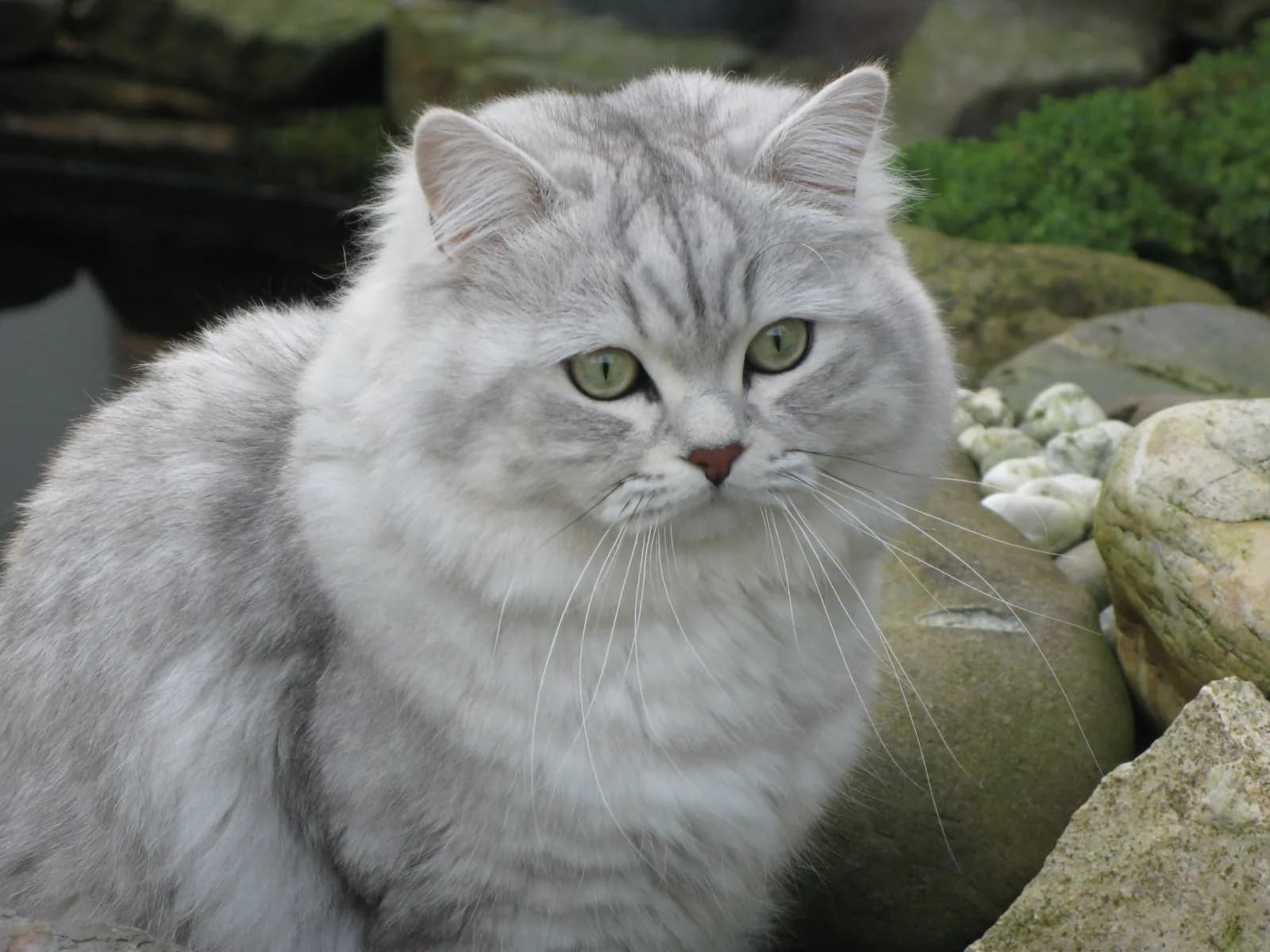 British Longhair