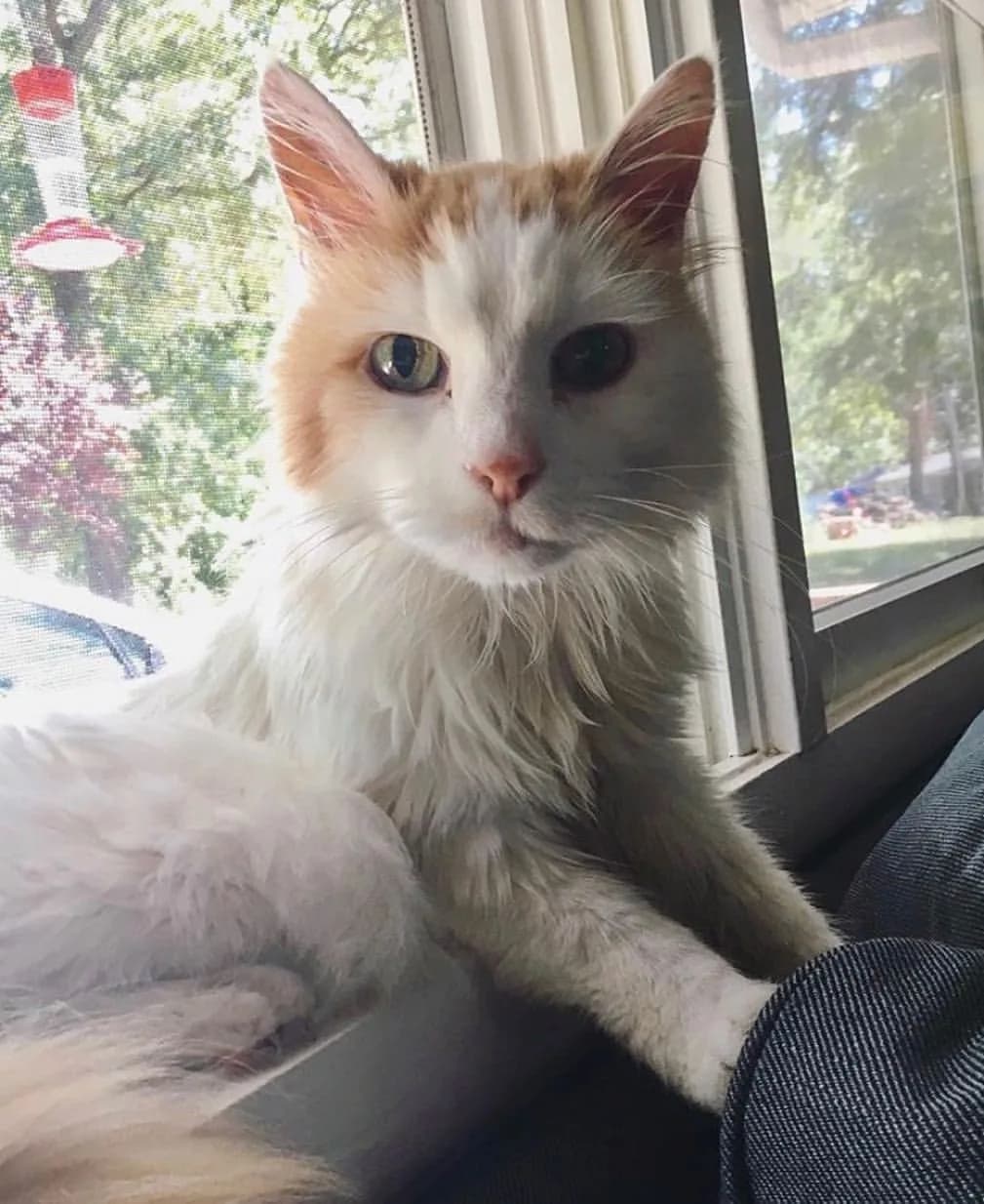 Turkish Van