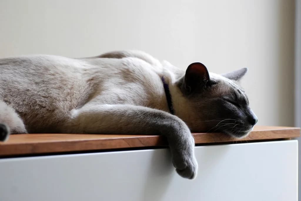 Siamese