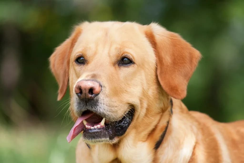 Labradoro retriveris