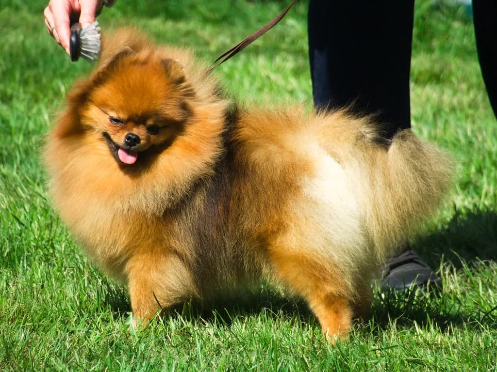 German Spitz