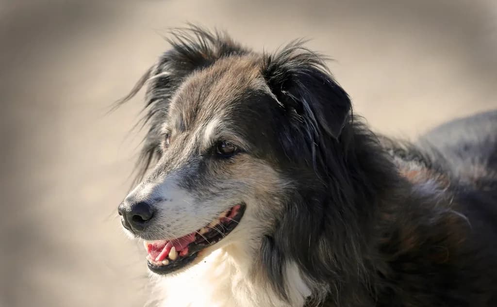 Border Collie