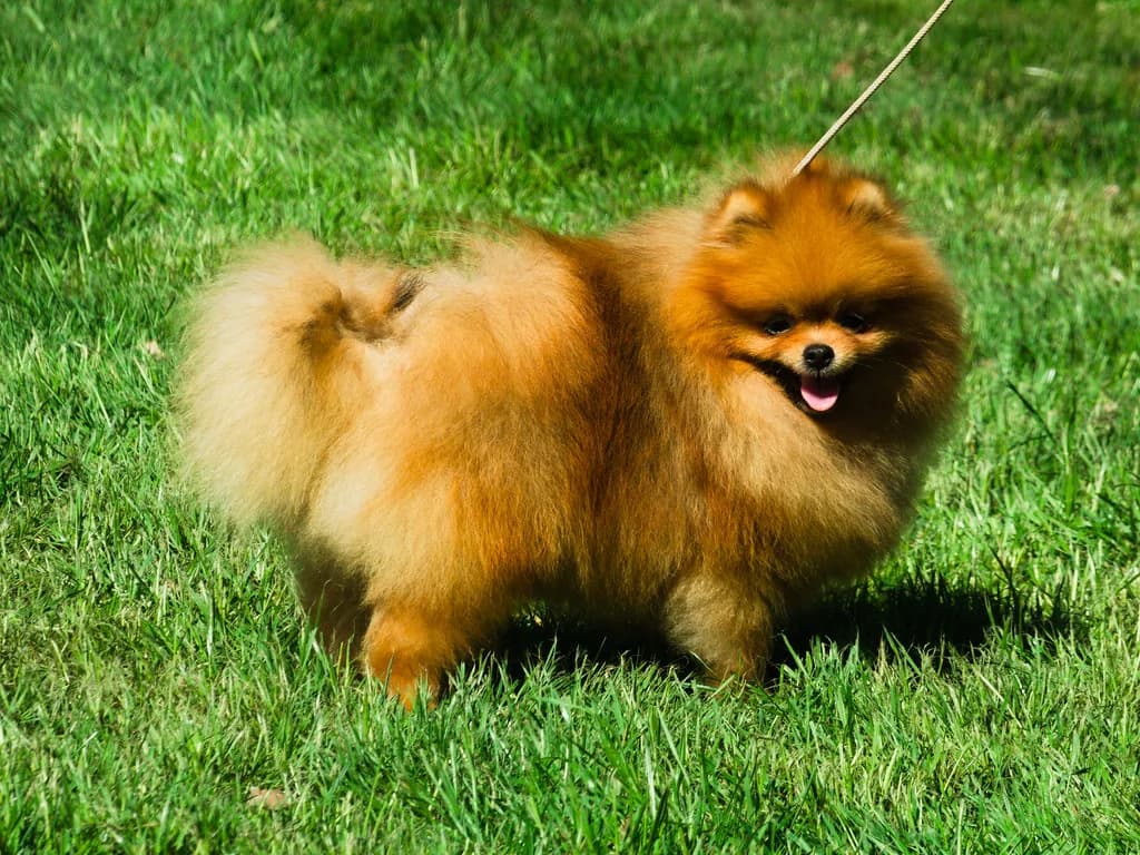 German Spitz