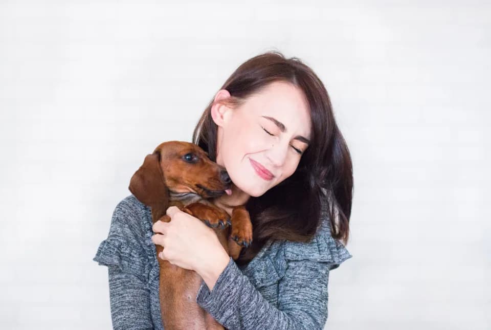 Dachshund