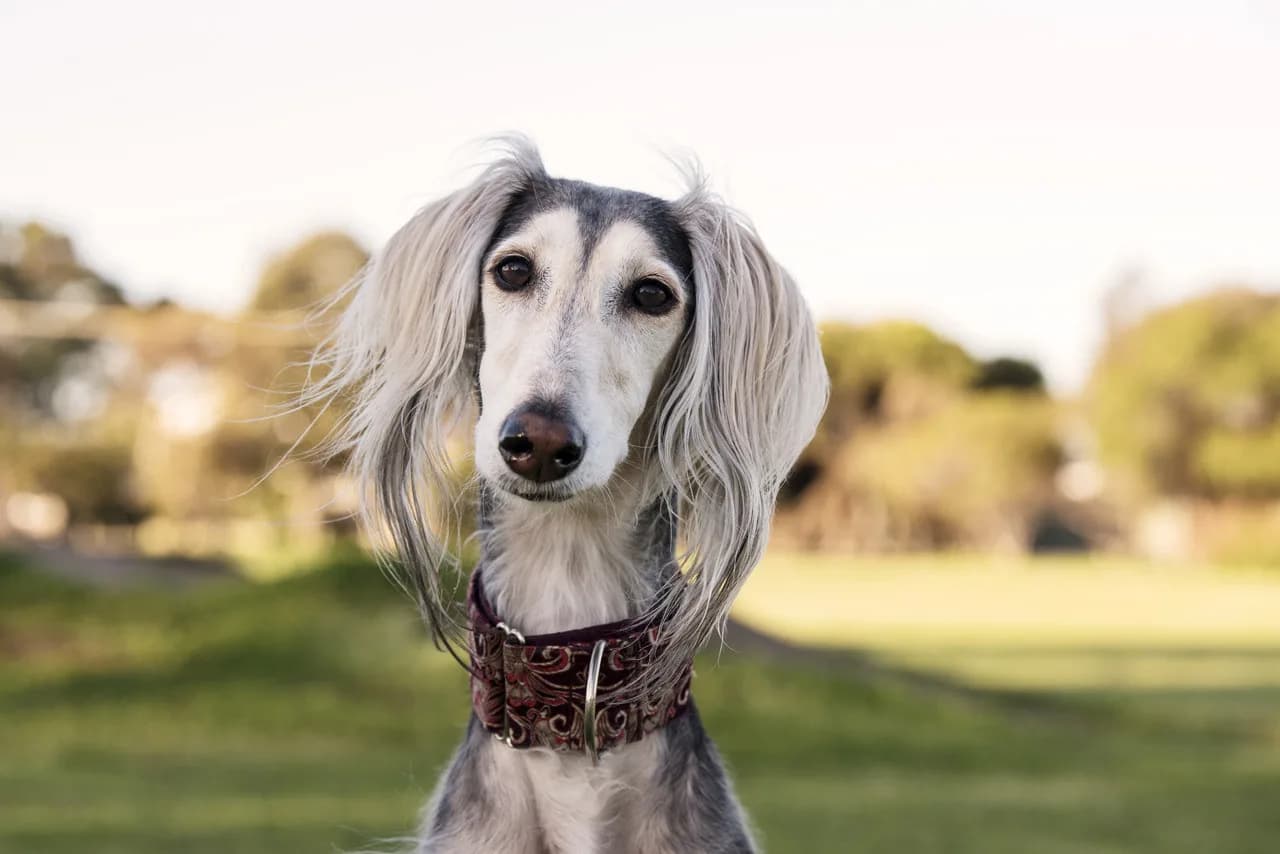 Saluki