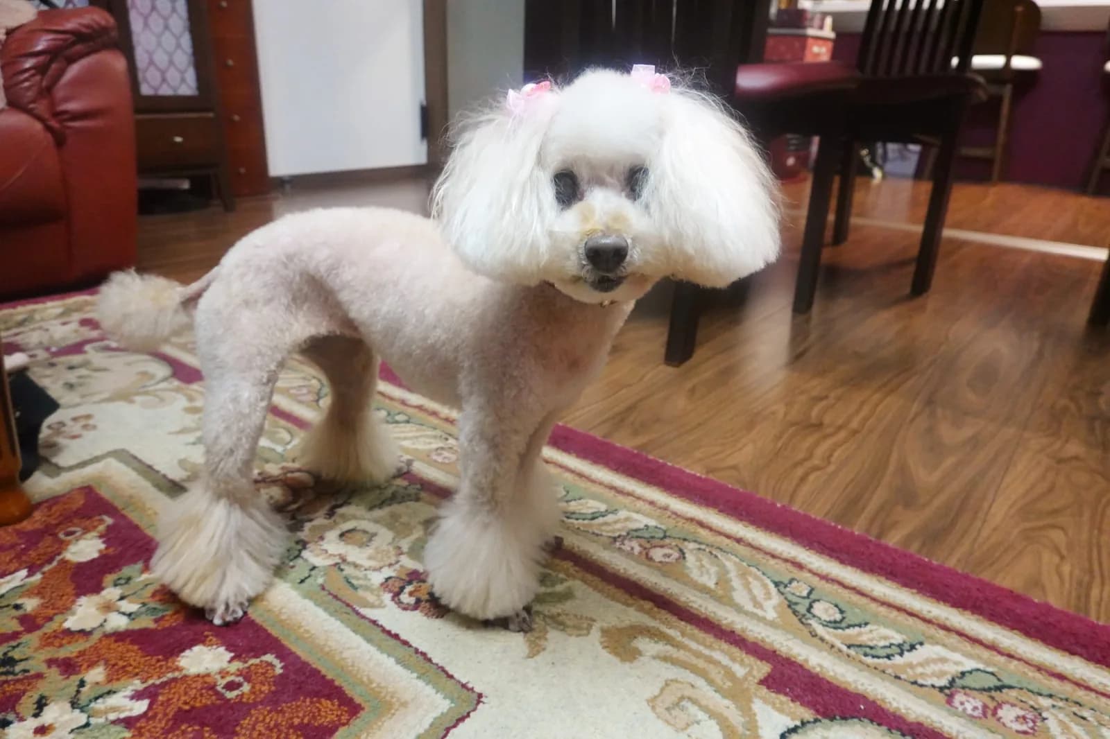Poodle (Toy)