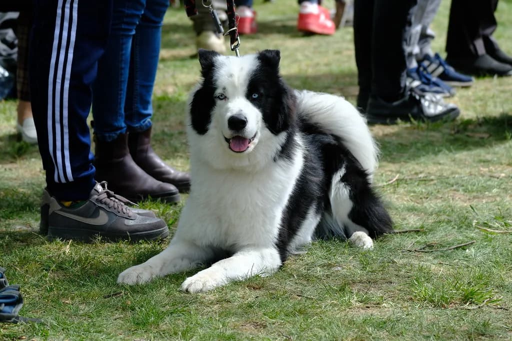 Yakutian Laika