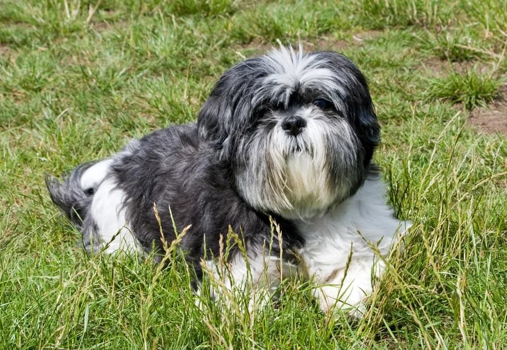 Affenpinscher