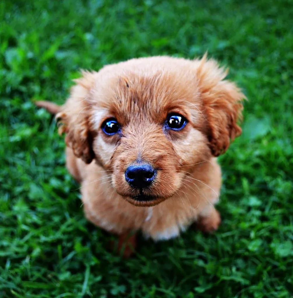 Norfolk Terrier
