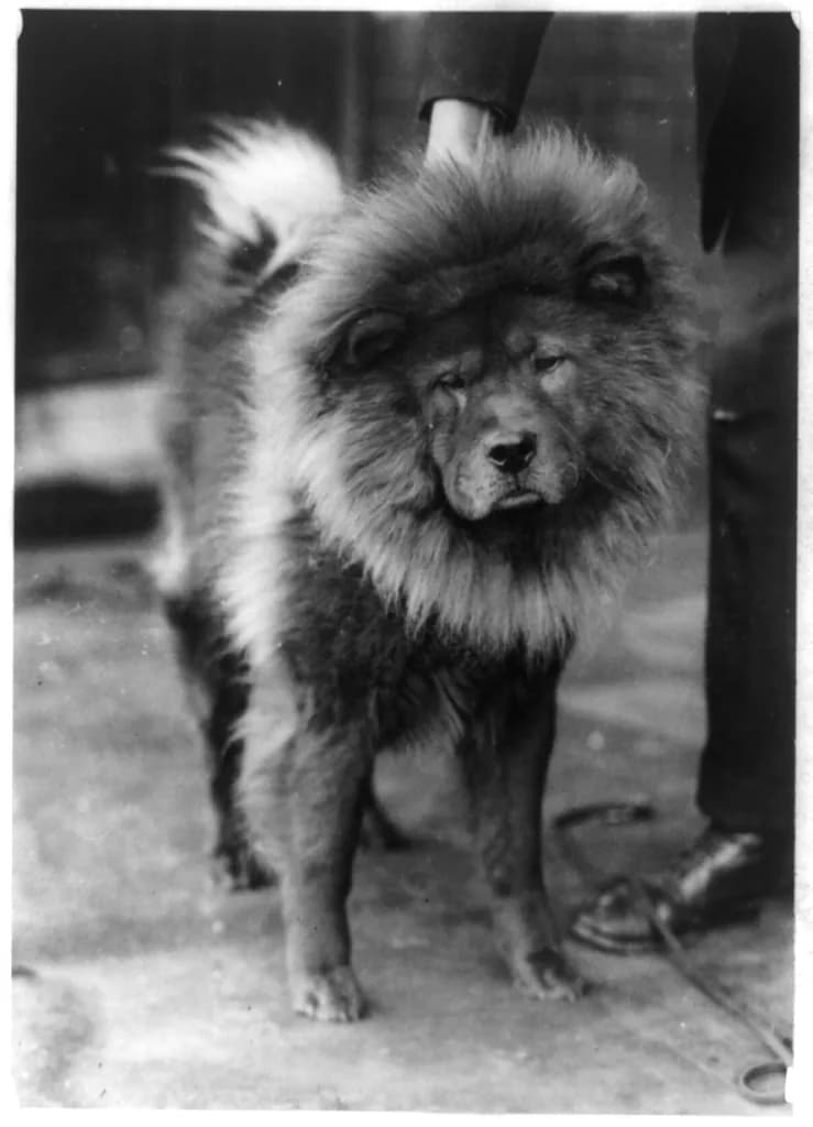 Chow Chow