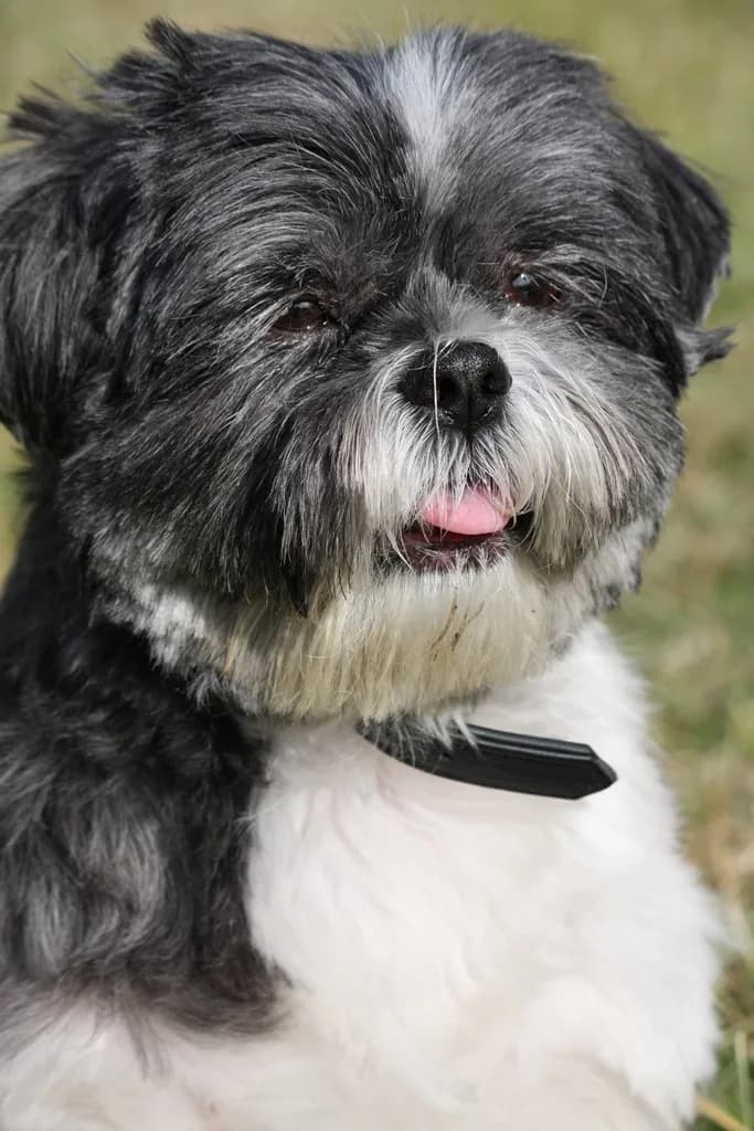 Affenpinscher