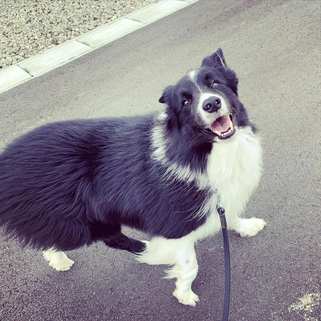 Border Collie