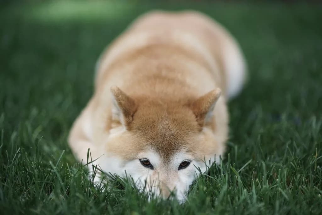 Shiba Inu