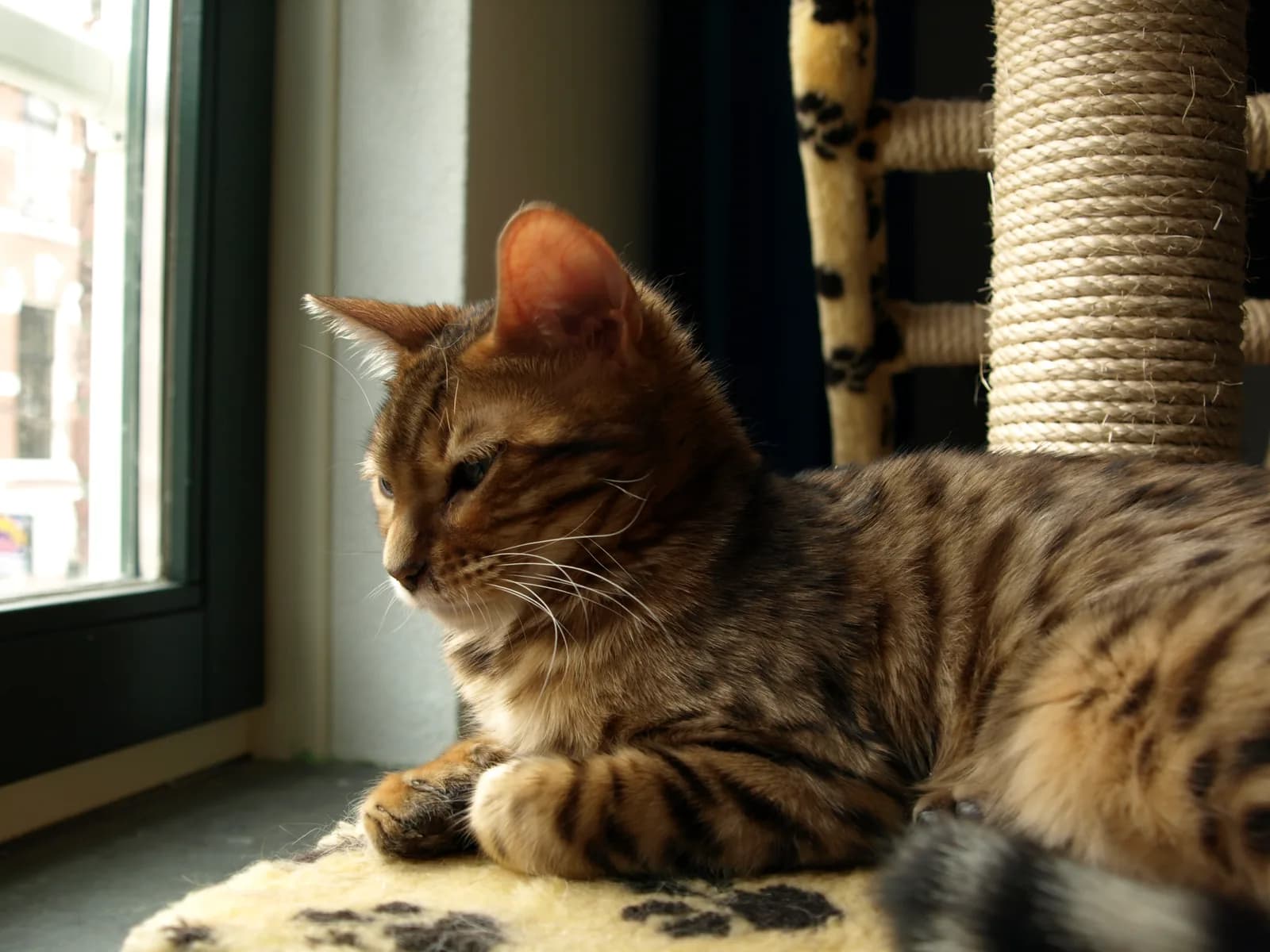 Bengal