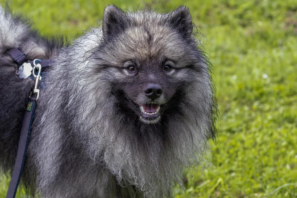 Keeshond