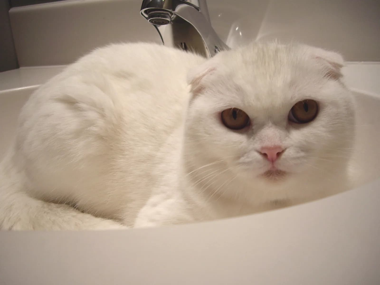 Scottish Fold