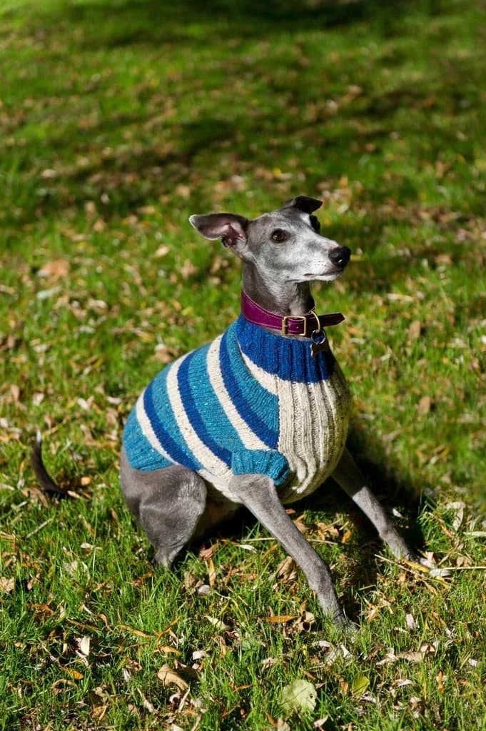 Whippet