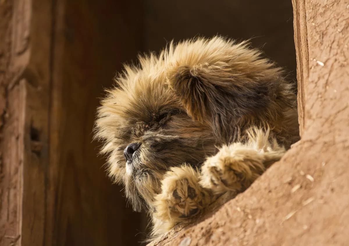 Affenpinscher
