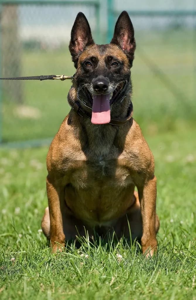 Belgian Shepherd
