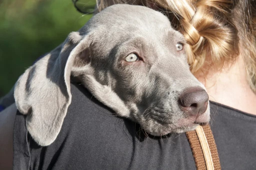 Weimaraner