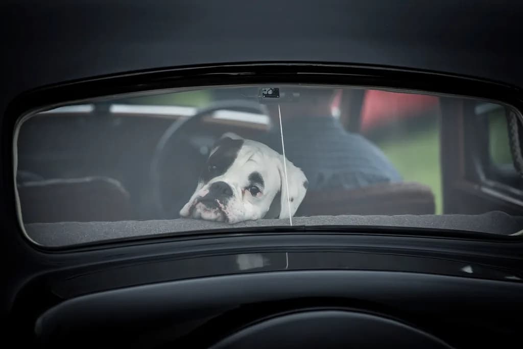 American Bulldog