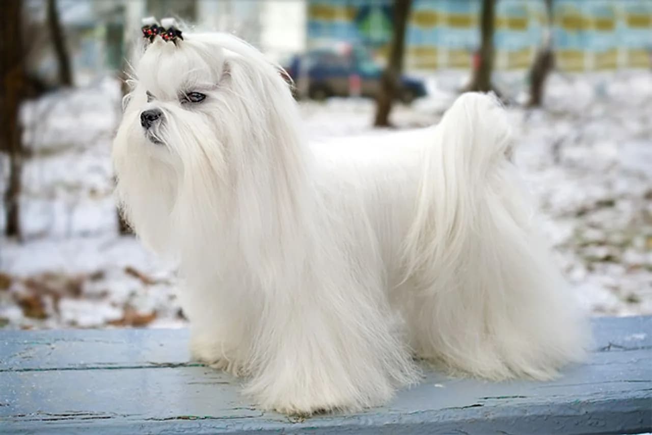 Maltese