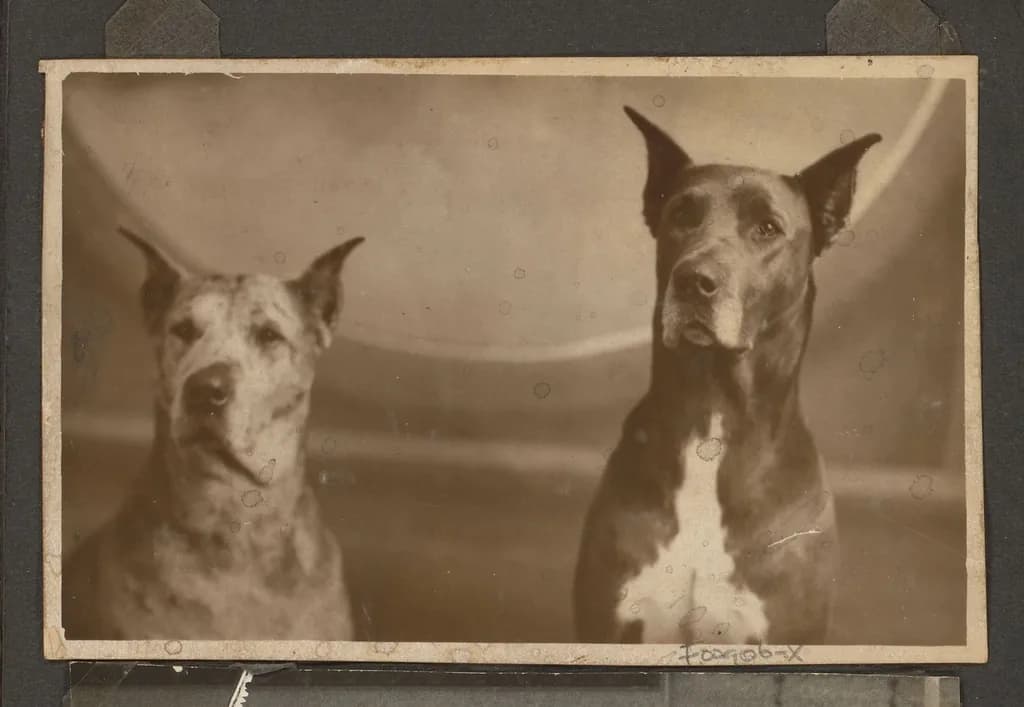 Great Dane