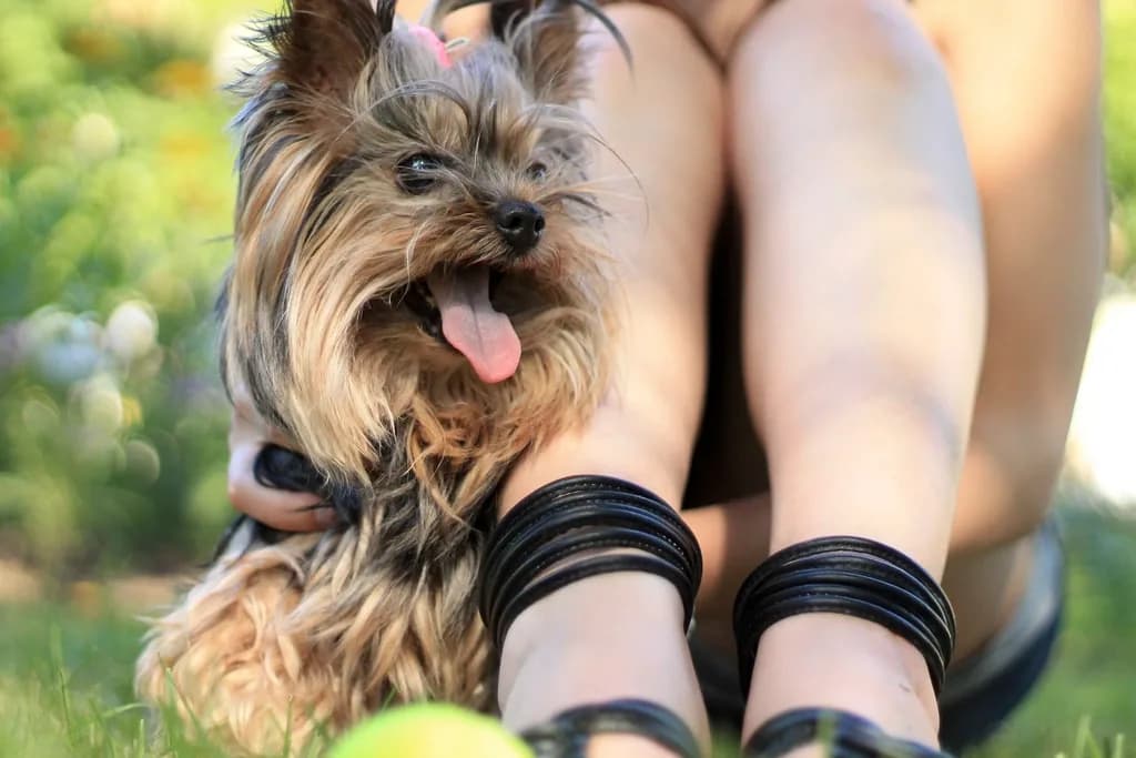 Australian Terrier