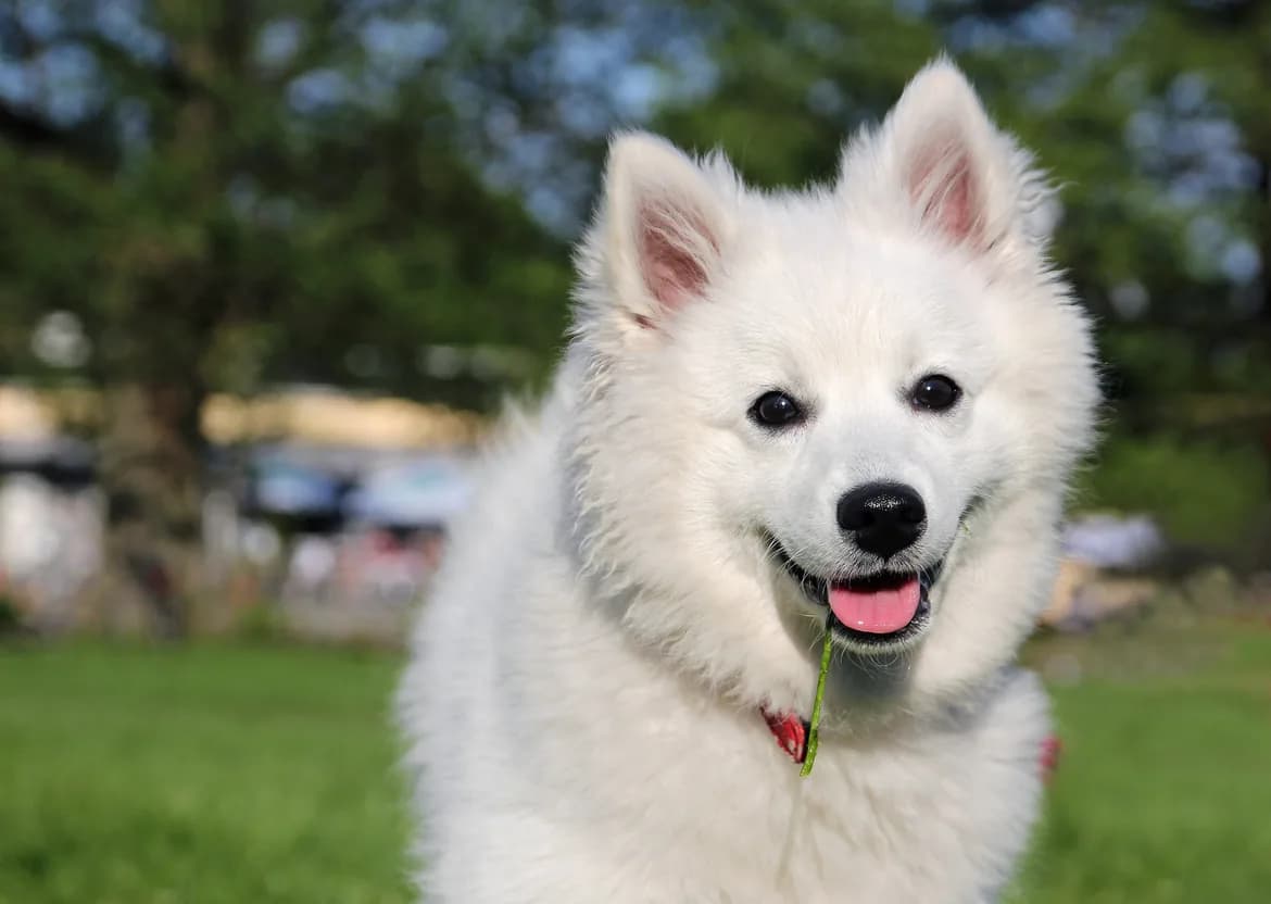American Eskimo Dog