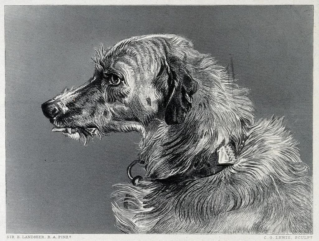 Landseer