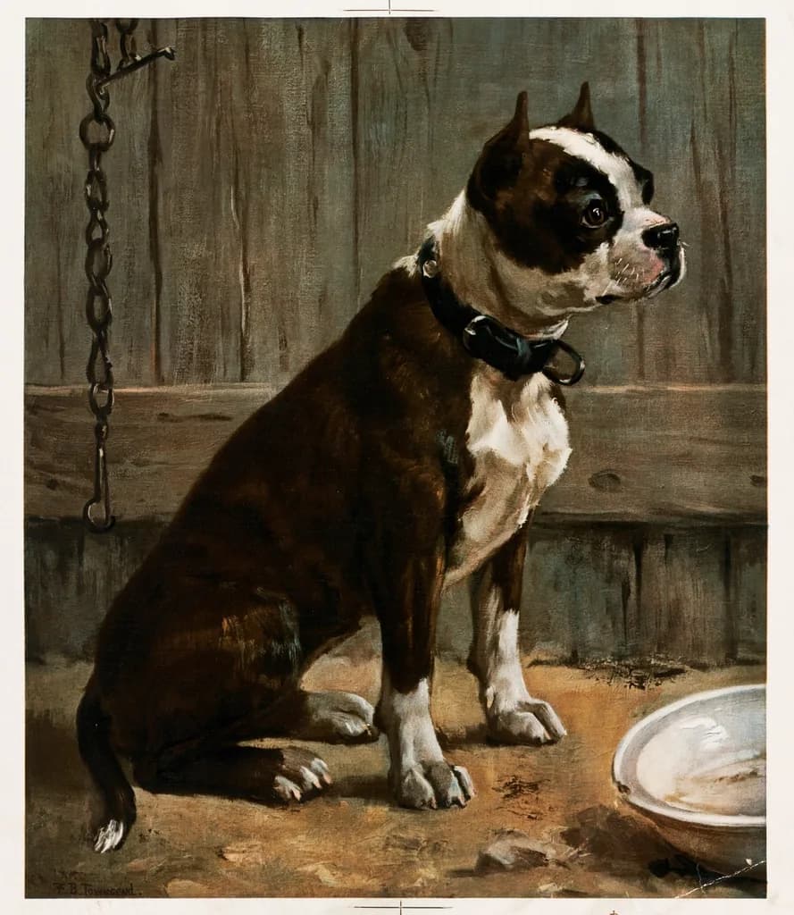 Boston Terrier
