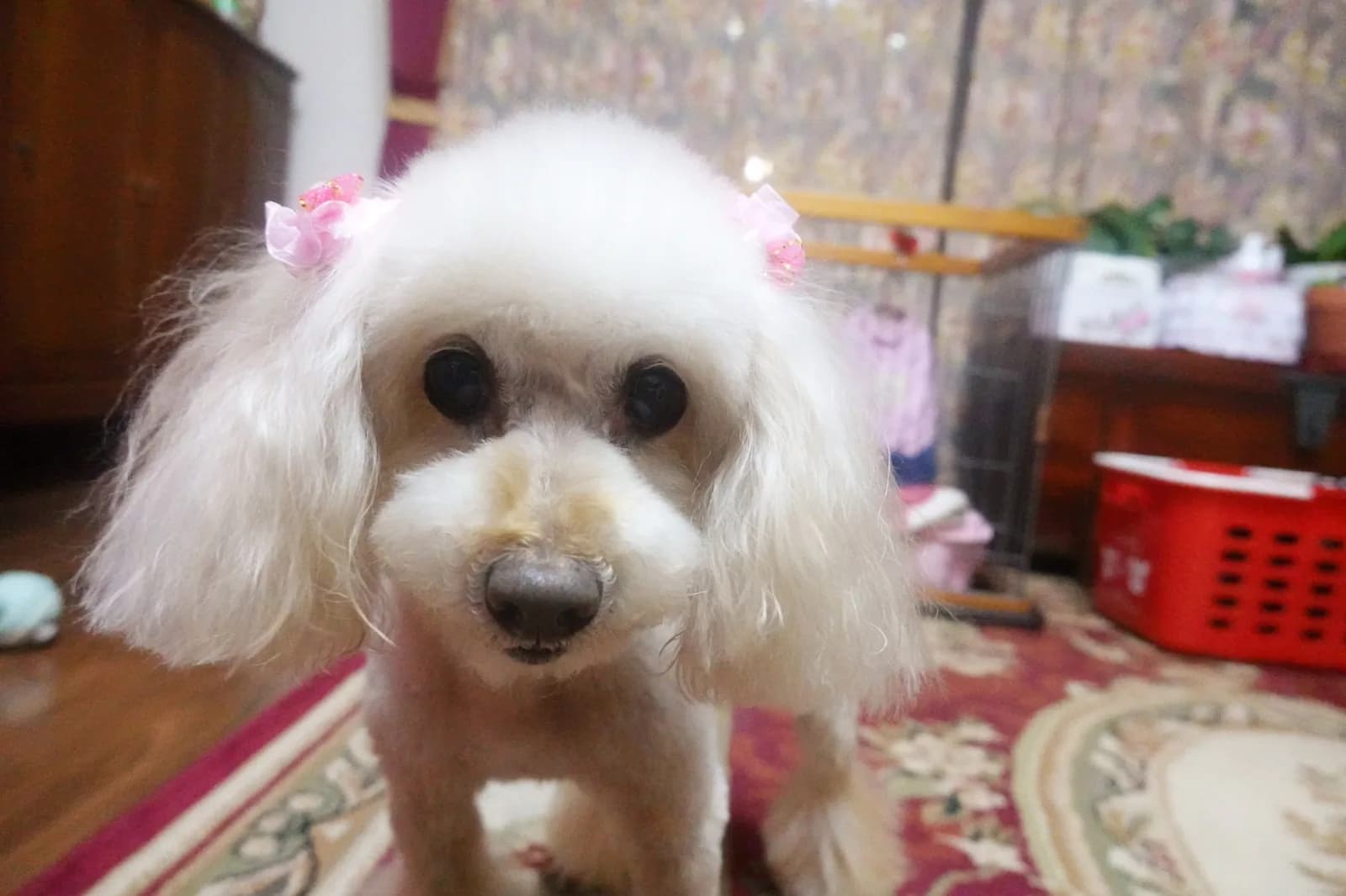 Poodle (Toy)