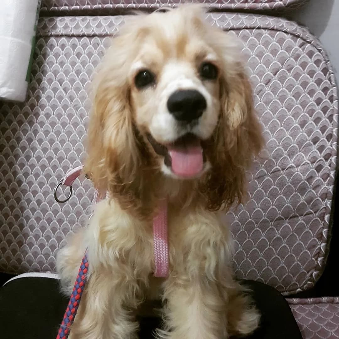 Cocker Spaniel