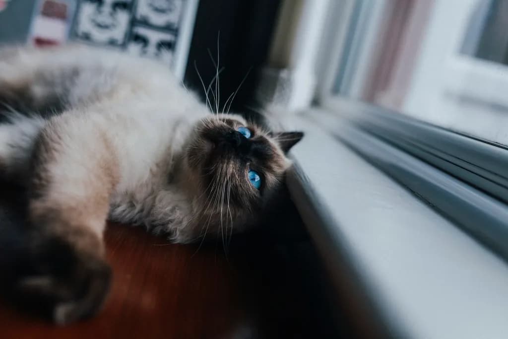 Siamese