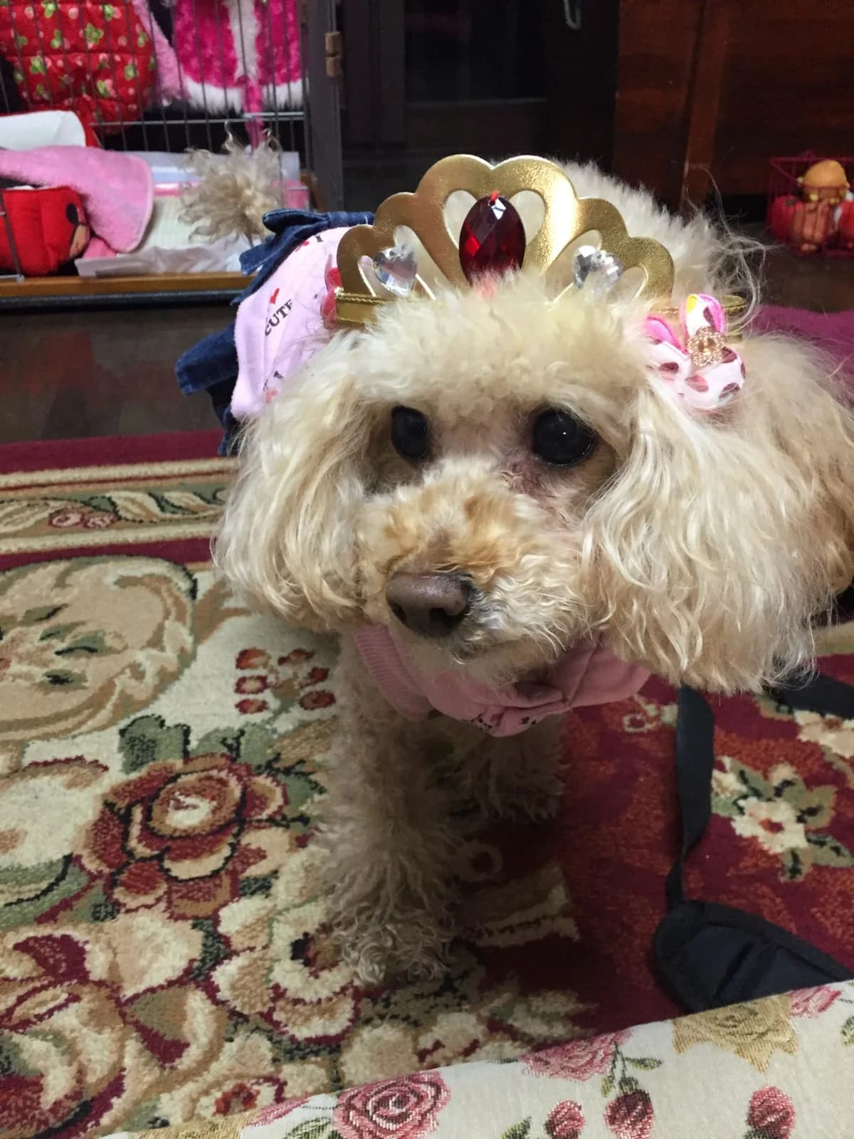 Poodle (Toy)