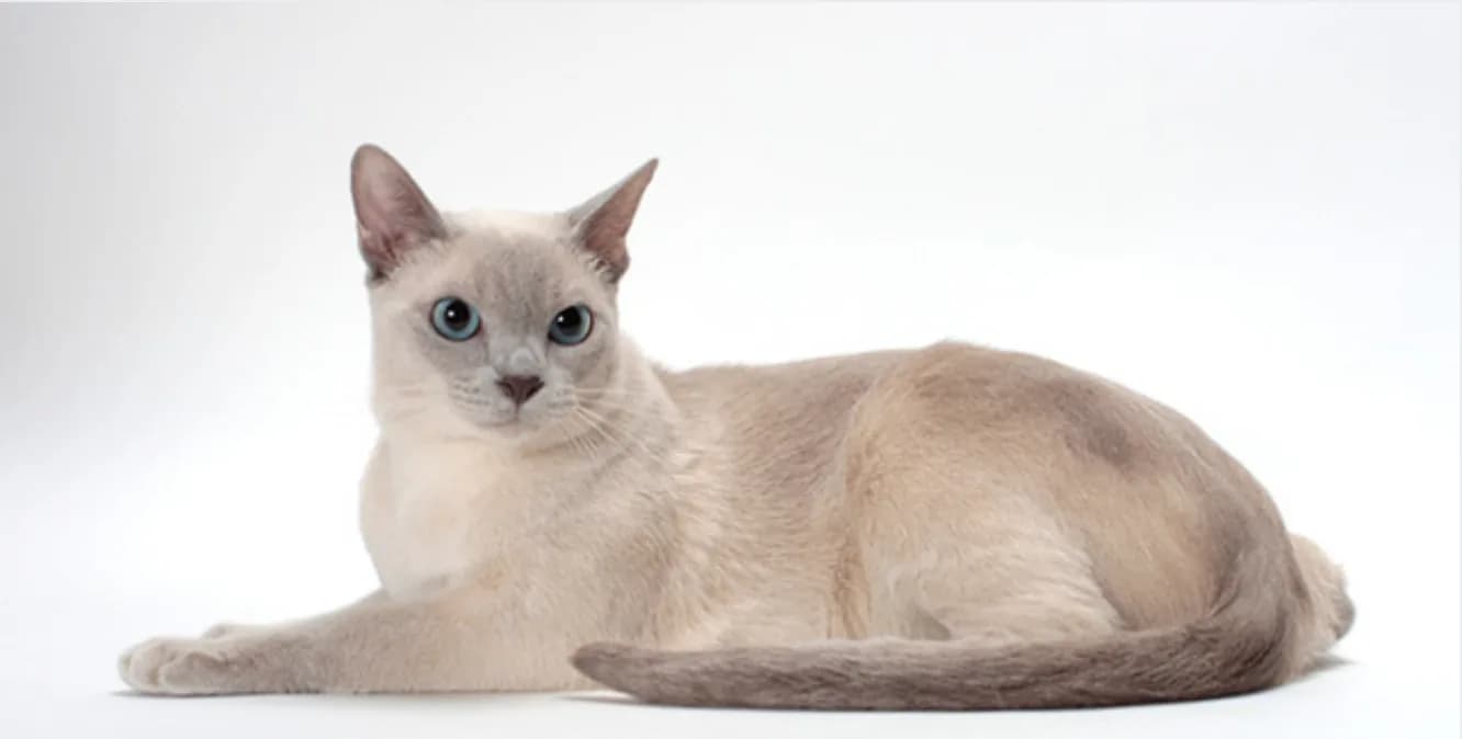 Tonkinese