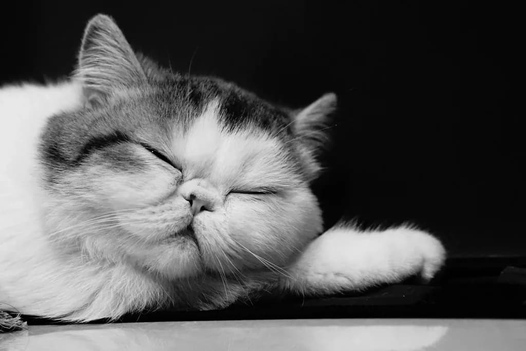 Exotic Shorthair