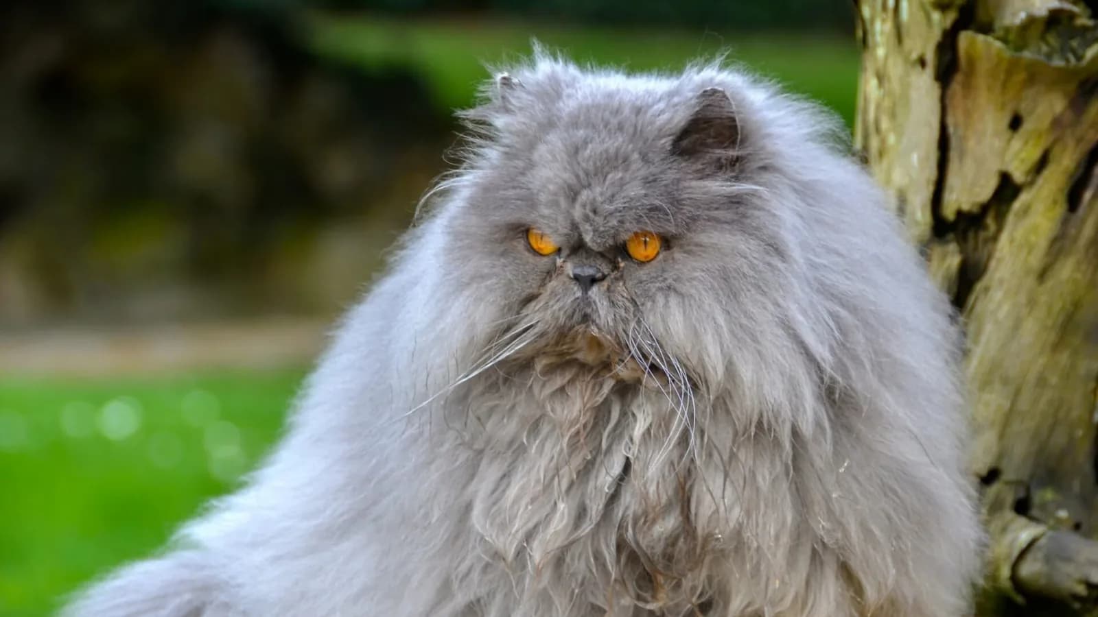 Persian
