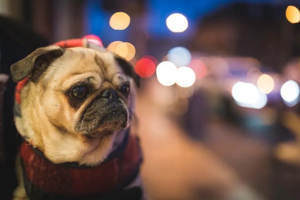 Bulldog