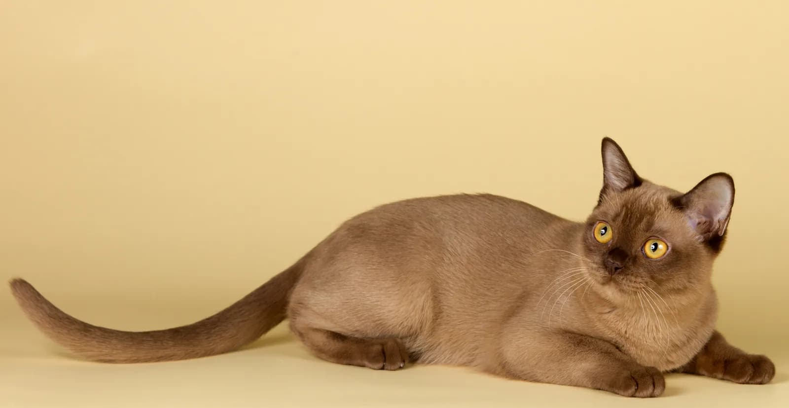 Burmese