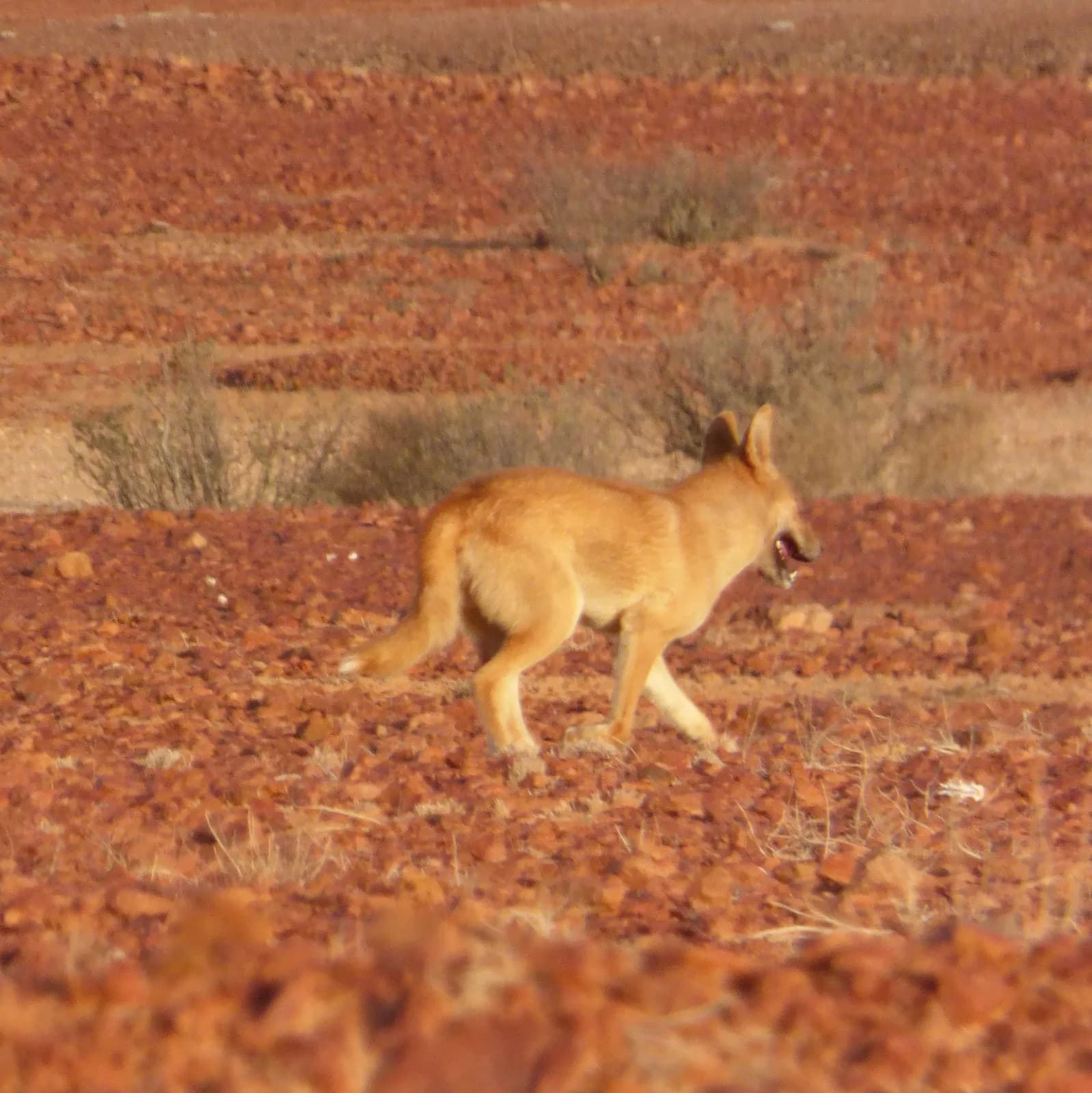 Dingo