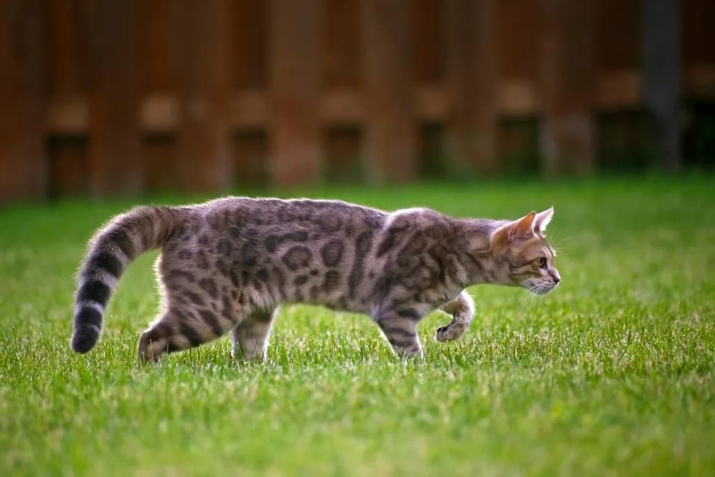 Bengal
