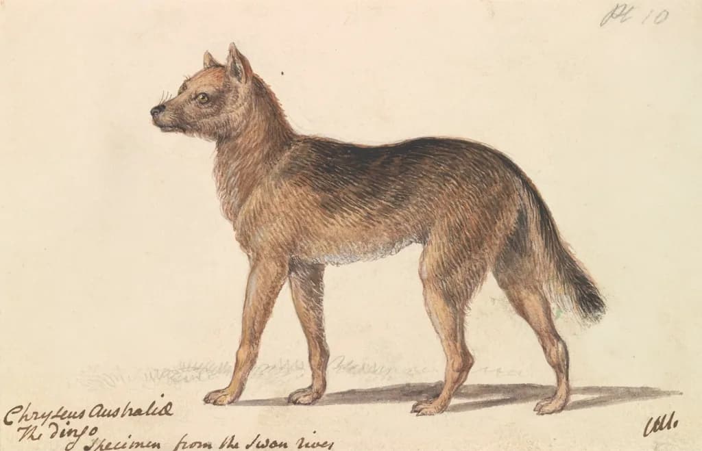 Dingo