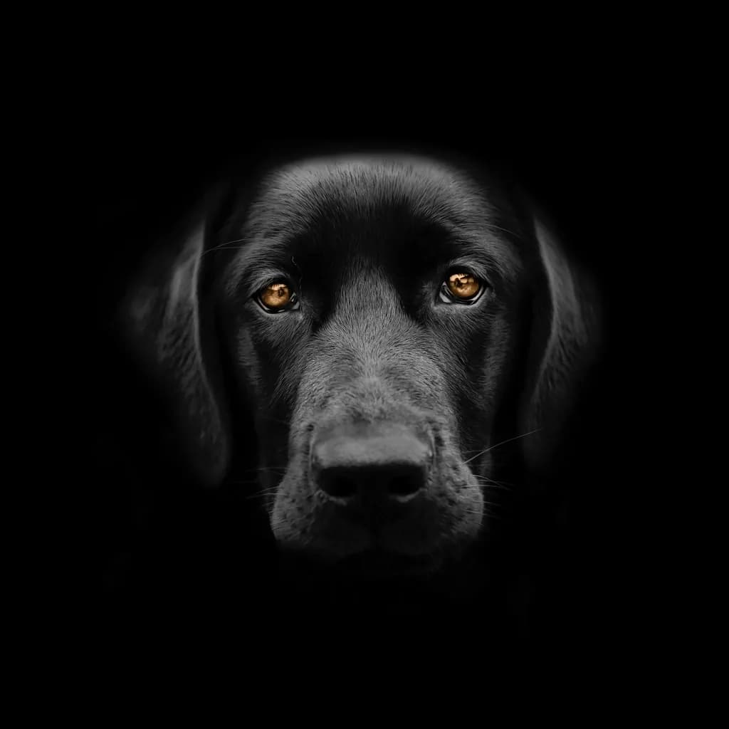 Labradoro retriveris