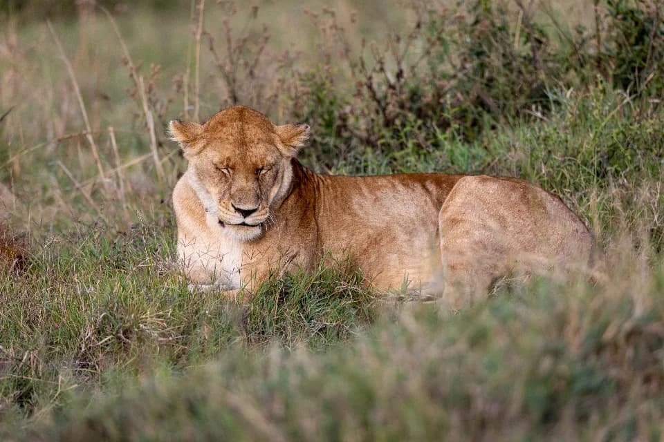 Safari