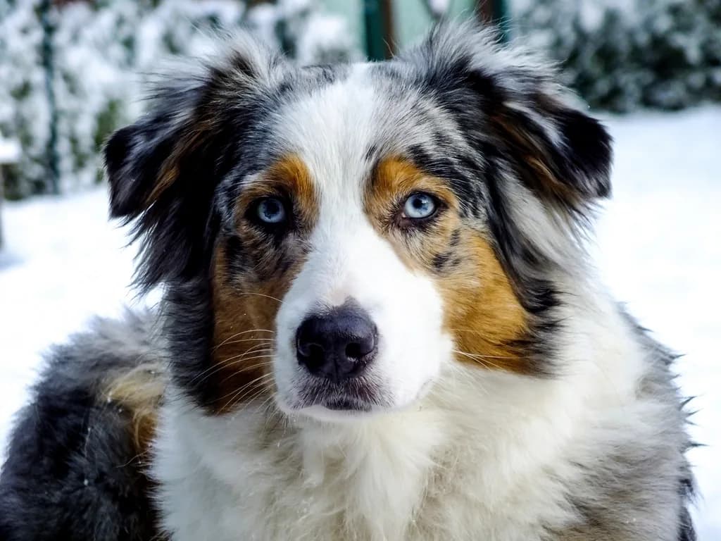 Border Collie